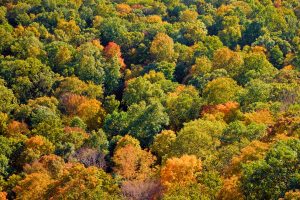 trees in the fall