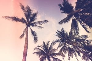 palm tree silhouettes against a sunset